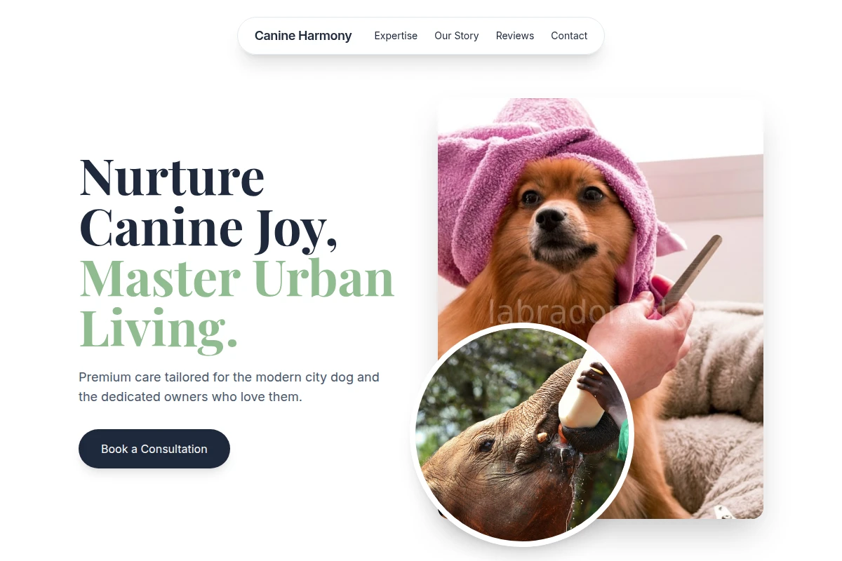 Zoomie Animal Care