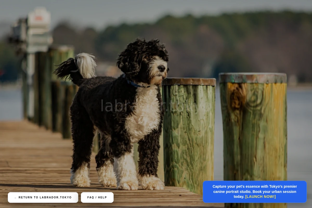 Retriever Pet Photography