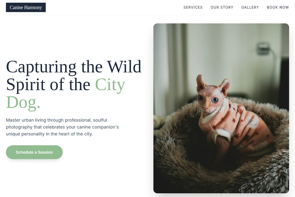 Urban Pet Photography