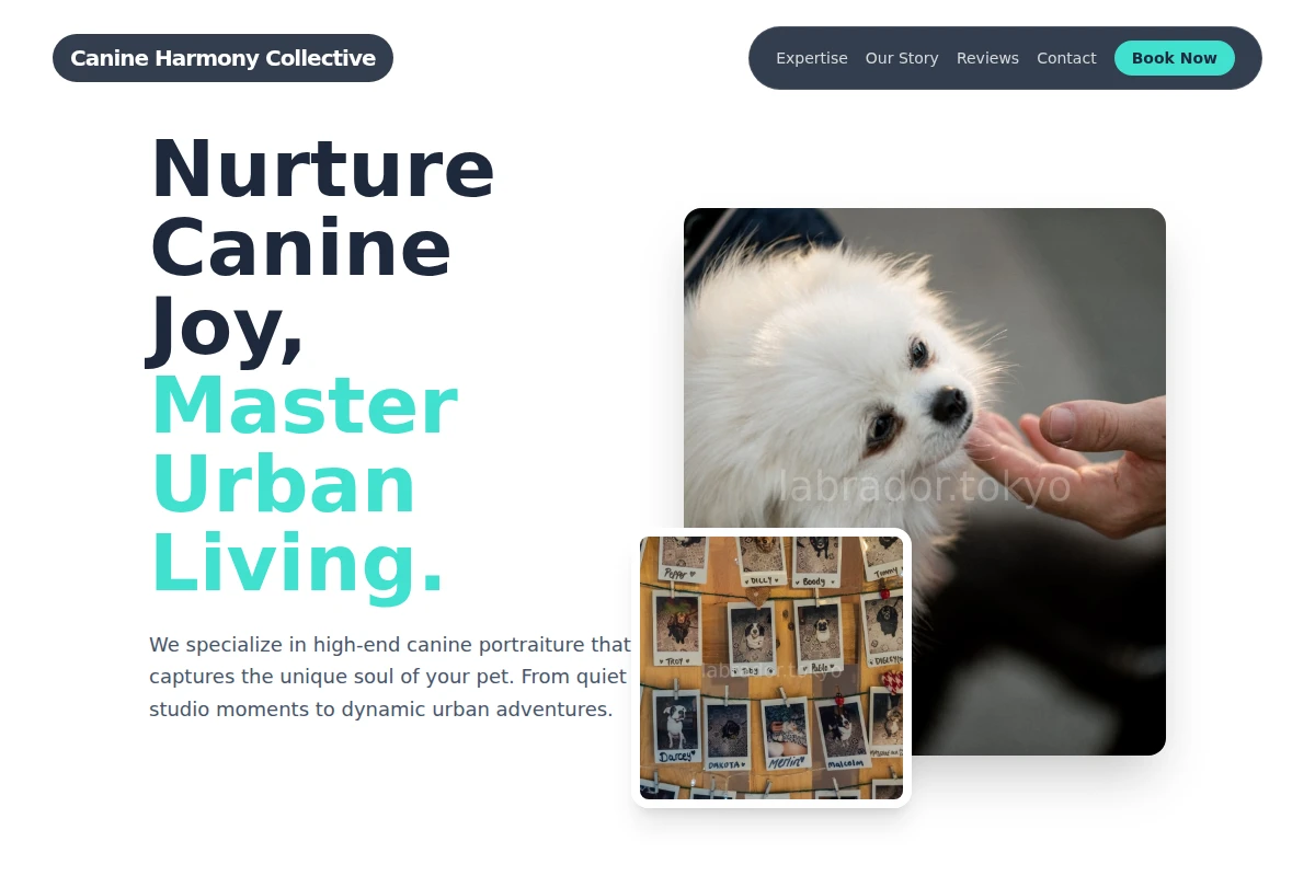 Collar Pet Photography